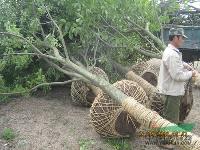 10公分重阳木价格，12公分重阳木价格，15公分重阳木价格