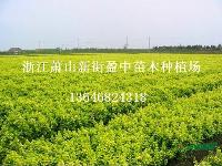 萧山色块苗种植基地红叶石楠（金边，金森，瓜子，海桐，红叶石楠，大叶）