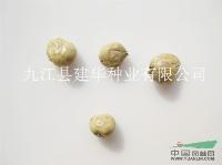 山漆种子供应/山漆种子图片 漆树种子 工程种子