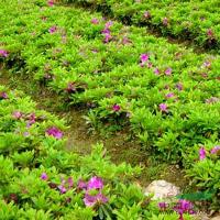 大花萱草、夏娟、德国鸢尾、沿阶草、菊花