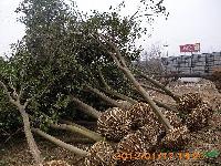 大葉女貞基地 大葉女貞价格 南京大葉女貞价格
