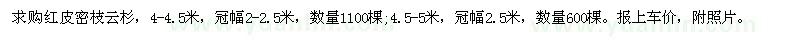 求购4-4.5、4.5-5米红皮密枝云杉