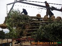 南京大葉女貞价格-大葉女貞基地价格