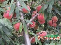 哪里卖的映霜红桃苗信誉*好？价格*低-山东青州利民果树