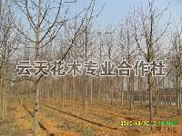 马褂木供应/马褂木图片