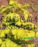 慈溪H50cm金叶水杉优惠