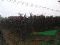 湖南红叶李，湖南红叶李*新价格