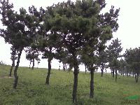 江苏黑松