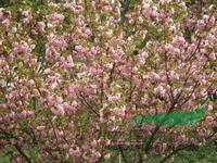 樱花价格日本樱花基地出售樱花