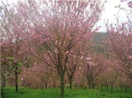 四川樱花、四川晚樱、四川高杆樱花、四川樱花基地