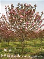 日本樱花
