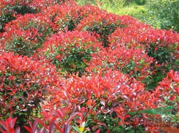 红叶石楠球 80冠---1米红叶石楠球 2米红叶石楠球 量大