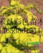 金叶水杉种植技术.优质金叶水杉设计.常熟金叶水杉习性