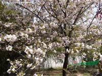 樱花价格 樱花价格供应 小樱花价格 南京小汪苗圃场