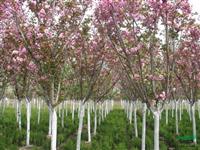 北京樱花价格 安徽樱花价格 山东樱花价格 江苏樱花价格