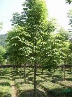 七葉樹价格 七葉樹价格供應 七葉樹報價咨询
