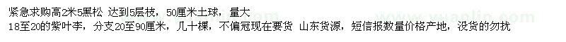 求购高2.5米黑松、18-20公分紫叶李