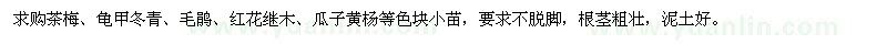 求购茶梅、龟甲冬青、毛鹃