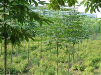 山東七葉樹价格 山東七葉樹价格供應