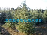 3米雪松价格山东价格