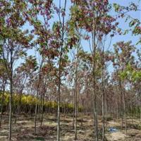 8公分香花槐 河北香花槐价格