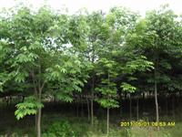 供應七葉樹苗木价格信息 七葉樹報價信息公布