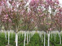 樱花 樱花价格 安徽樱花价格应该 南京樱花苗木基地报价