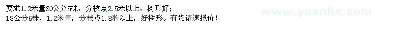 求购1.2米量30公分国槐、18公分国槐