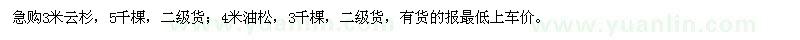 求购3米云杉、4米油松