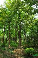 江苏朴树基地供应*新朴树价格 丛生朴树价格 10公分朴树价格