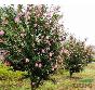 潢川苗圃报价连翘,红瑞木,云南黄馨,花石榴,迎春,木槿,杜鹃