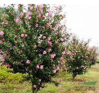 潢川苗圃报价连翘,红瑞木,云南黄馨,花石榴,迎春,木槿,杜鹃