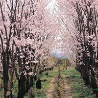 潢川花木价格河南桧,大叶黄杨球,塔柏,金边黄杨,日本樱花