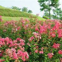 工程苗木报价：红花六道木,红花木莲,红叶椿,红花忍冬,皇帝菊