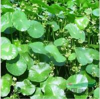 各种水生植物 香菇草、钱币草、铜钱草
