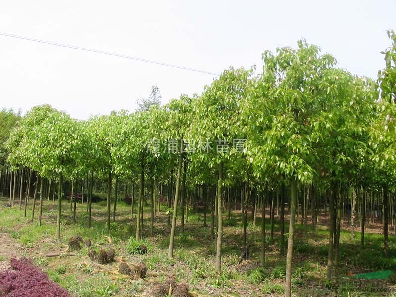 江蘇南京香樟给力价格 香樟基地最新提供香樟树价格信息
