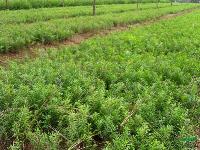 江苏枫香种植基地 南京枫香价格 移植枫香 枫香樟小苗价格低