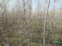 胡杨树1供应/胡杨树1图片