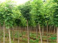 萧山栾树苗木价格