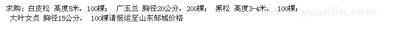 求购白皮松、广玉兰、黑松、大叶女贞