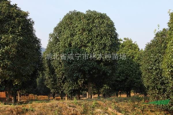長期供應綠化苗木，栾樹，樸樹，桂花，香樟，