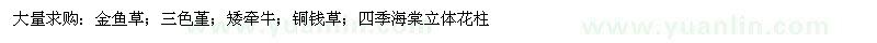 求购金鱼草、三色堇、矮牵牛、铜钱草、四季海棠