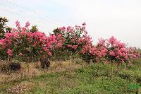 桂花、红叶李、紫薇