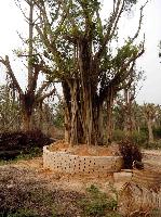 大量香樟地苗，大中型细叶榕，20-30绿化芒，各类灌木