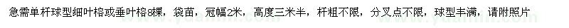 求购急需单杆球型细叶榕或垂叶榕