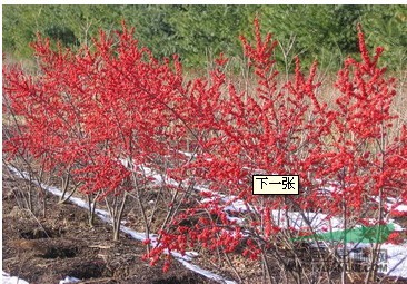 北美冬青（山東北美冬青，濰坊北美冬青）