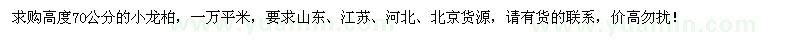 求购高70公分小龙柏