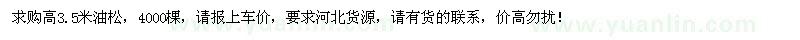 求购高3.5米油松4000棵