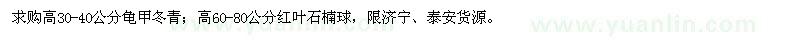 求购龟甲冬青、红叶石楠球