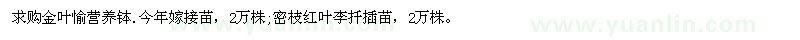 求购金叶榆营养钵 密枝红叶李扦插苗